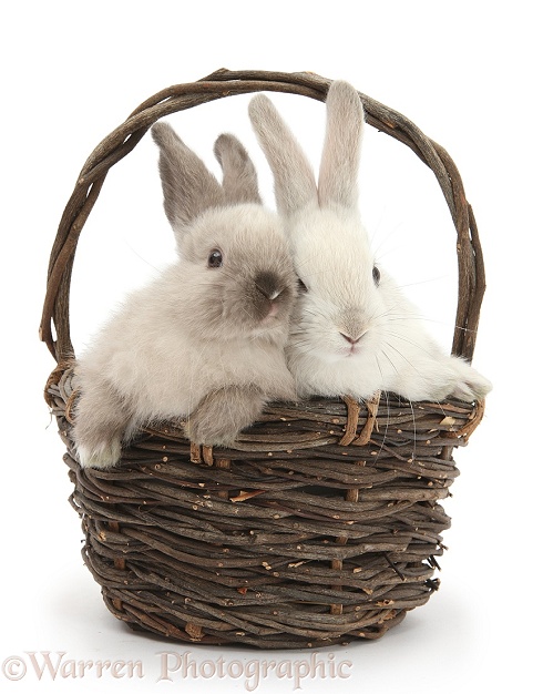 Baby rabbits in a wicker basket, white background
