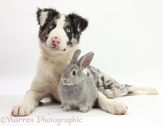 Blue merle Border Collie puppy, Reef, and silver baby rabbit, white background