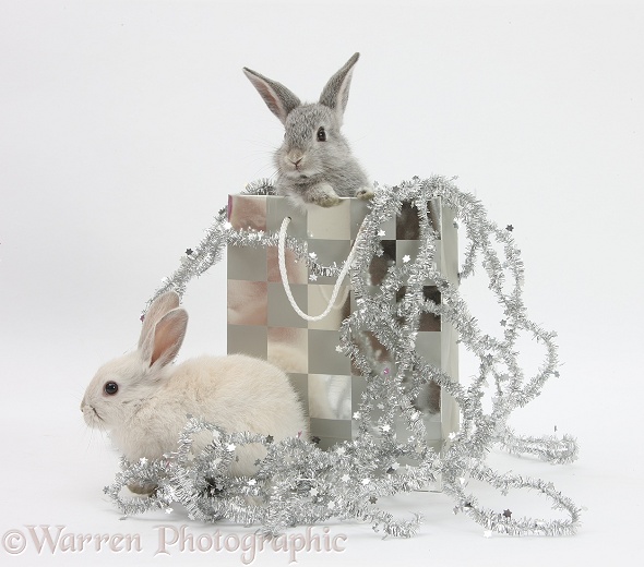 Two baby silver rabbits in a gift bag with Christmas tinsel, white background