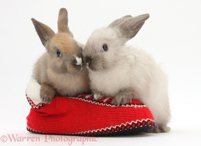 Young rabbits in a knitted slipper, white background