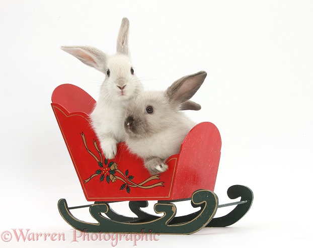 Two baby rabbits in a toy sledge, white background