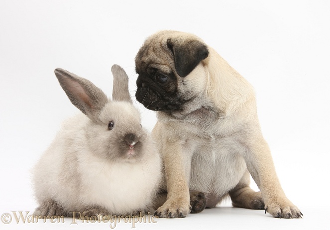 Fawn Pug pup, 8 weeks old, and sooty colourpoint rabbit, white background