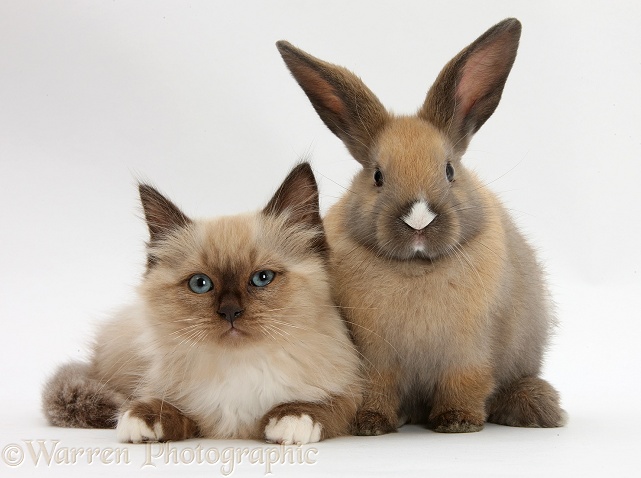 Ragdoll-cross kitten and young rabbit, white background