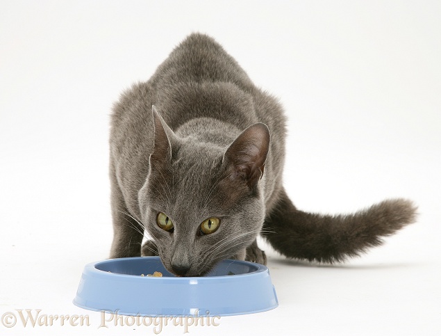 Blue Tonkinese male cat, Del, eating from a blue bowl, white background