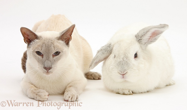 Blue point Siamese cat, Jacob, 9 years old, and white rabbit, white background