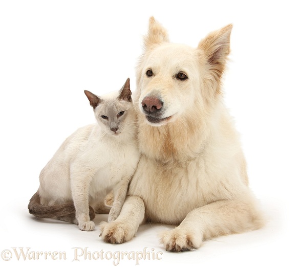 White German Shepherd Dog, Bronya, 5 years old, and Blue point Siamese cat, Jacob, 9 years old, white background