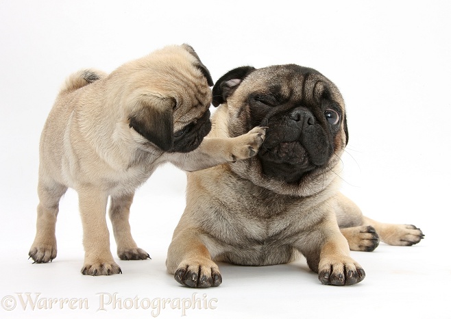 Fawn Pug and playful pup, 8 weeks old, white background