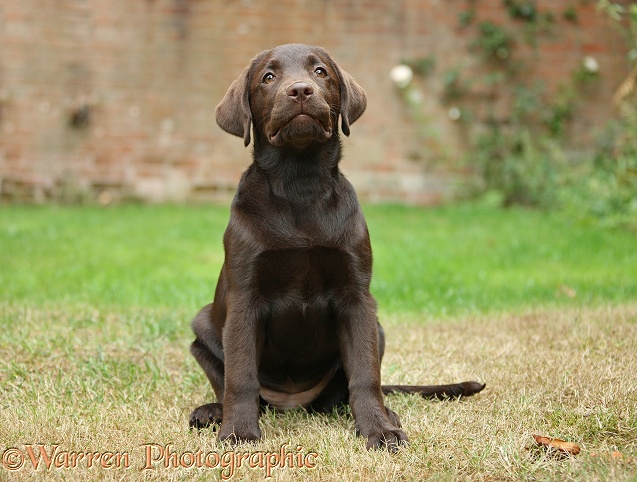 Chocolate Labrador pup, Inca, sitting