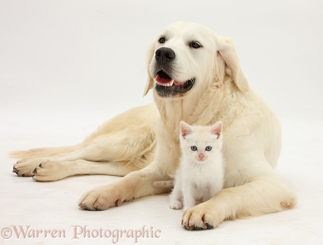 Golden Retriever, Daisy, 9 months old, with cream kitten, white background