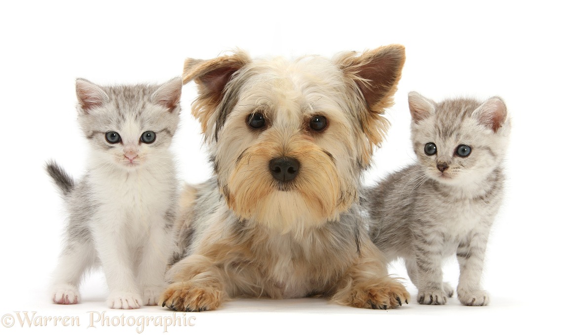 Yorkshire Terrier, Evie, 6 months old, with tabby kittens, white background