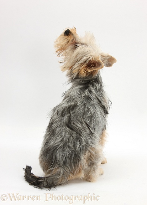 Yorkshire Terrier bitch, Evie, 6 months old, back view, white background