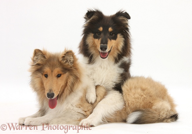 Rough Collies, Laddie and Flynn, 5 months old, white background