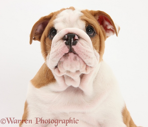 Bulldog pup, 8 weeks old, white background