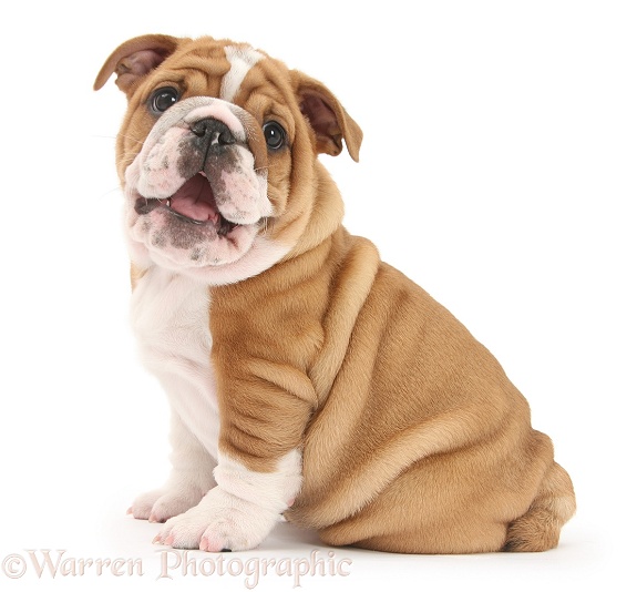 Bulldog pup, 8 weeks old, sitting, white background