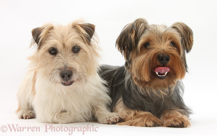 Jack Russell Terrier, Daisy, and Yorkshire Terrier, Billie, white background