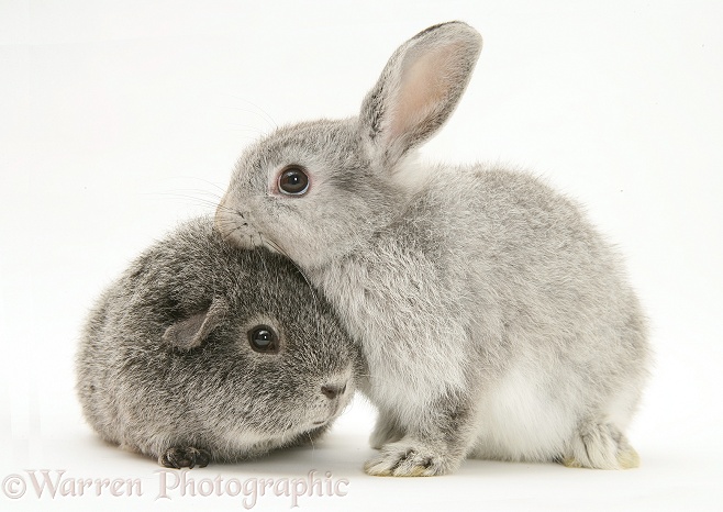 Young silver windmill eared rabbit and silver Guinea pig, white background