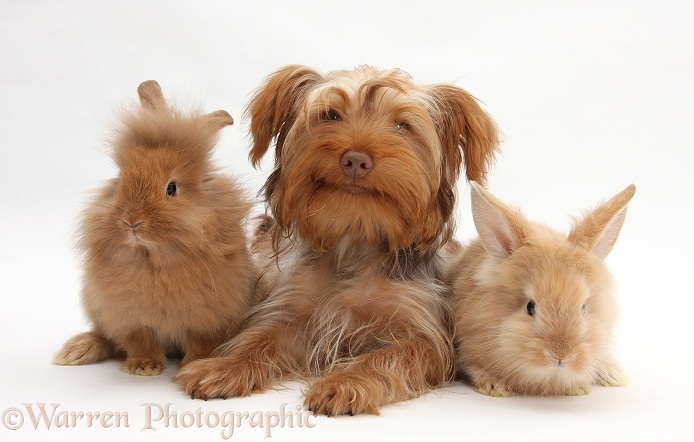 Yorkshire Terrier x Poodle pup, Swede, with Sandy Lionhead rabbits, white background