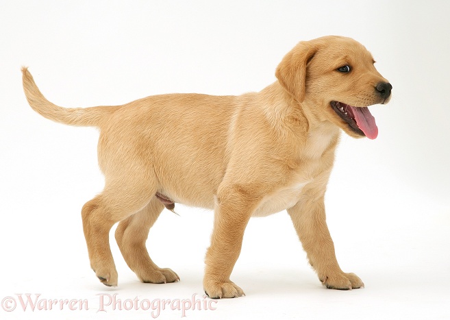 Yellow Labrador Retriever pup, 8 weeks old, standing, white background