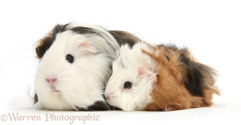 Long-haired Guinea pig mother and baby, white background