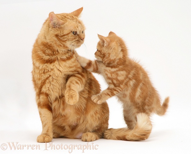 Red tabby British Shorthair mother cat and kitten, white background
