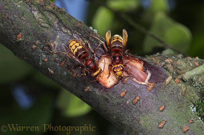 European Hornet (Vespa crabro) workers feeding on Cotoneaster sap from a wound that they have created by chewing away the bark.  Europe