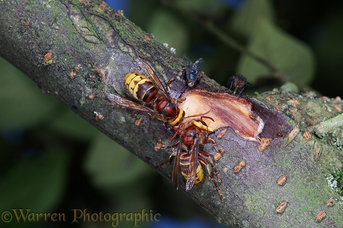 European Hornet (Vespa crabro) workers feeding on Cotoneaster sap from a wound that they have created by chewing away the bark. One worker is enlarging wound which is being cautiously approached by bluebottles.  Europe
