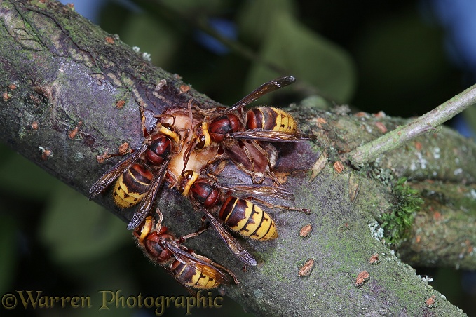 European Hornet (Vespa crabro) workers feeding on Cotoneaster sap from a wound that they have created by chewing away the bark.  Europe