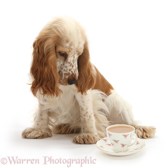 Orange Cocker Spaniel, Arthur, 1 year old, looking longingly at a cup of tea, white background