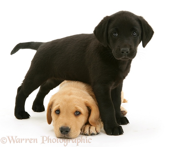 Black Labrador pup with Yellow Labrador pup, white background