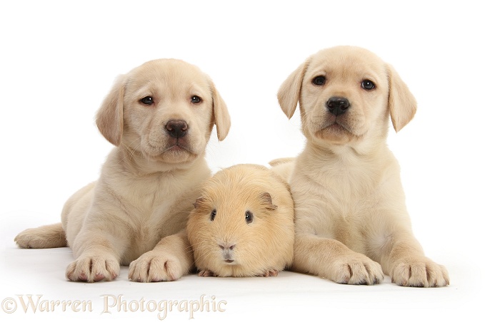 Yellow Labrador Retriever pups, 7 weeks old, and yellow Guinea pig, white background