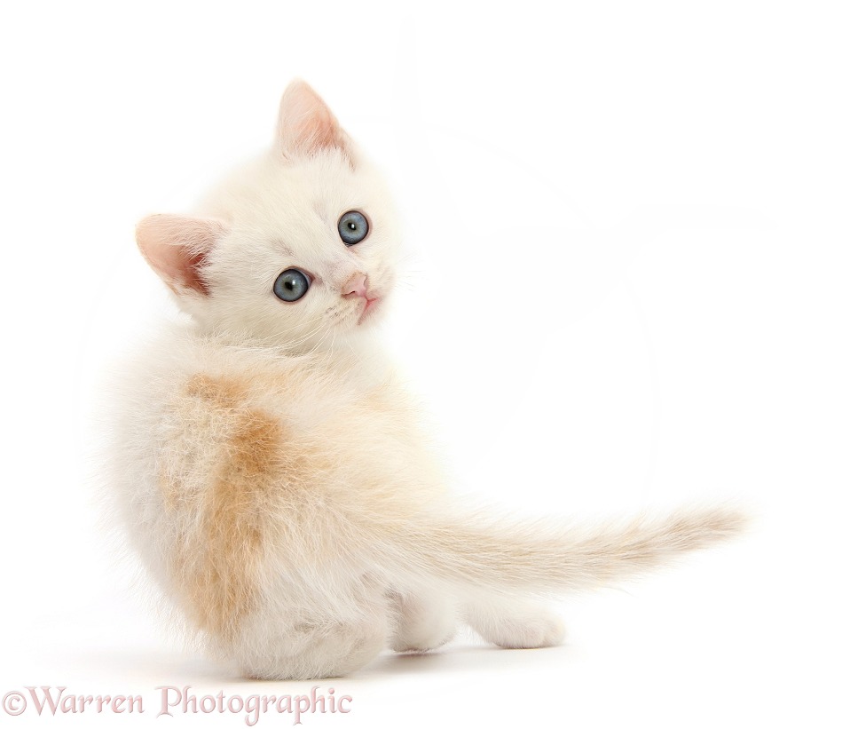 Cream kitten looking over its shoulder, white background
