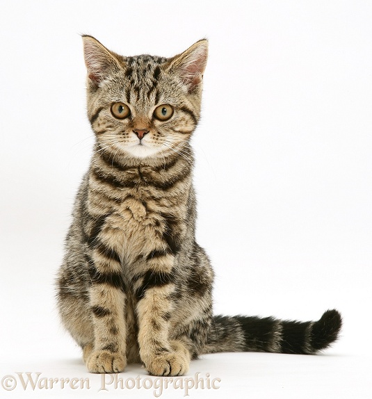 British Shorthair tabby kitten, white background