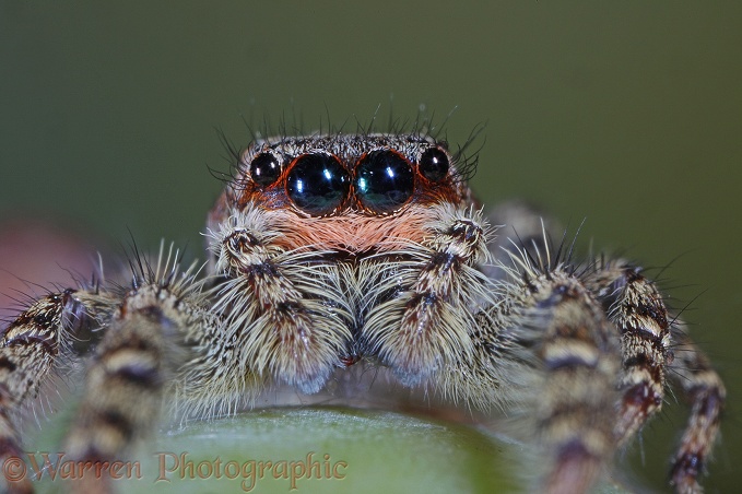 Jumping Spider (Marpissa mucosa) female.  Europe including Britain
