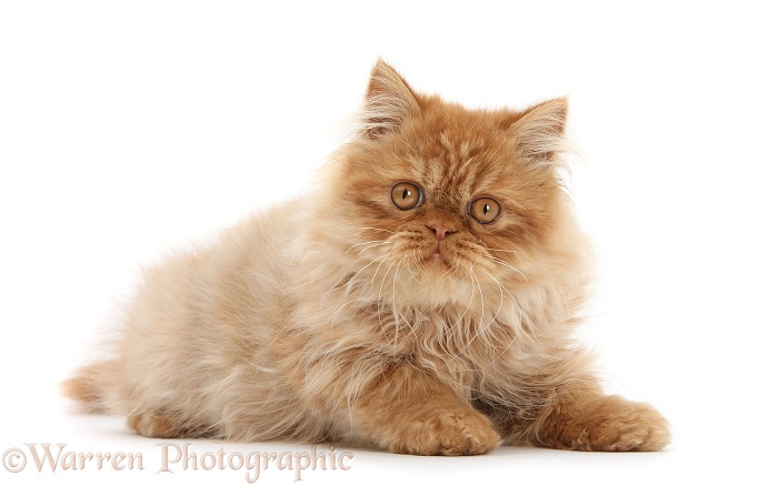 Ginger Persian male kitten, Jeffrey, 15 weeks old, white background