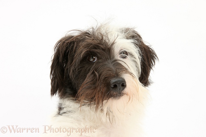 West Highland White Terrier x Jack Russell dog, Dim, 1 year old, white background