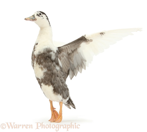 Call Duck, wing whirring, white background