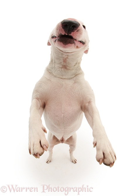 Miniature Bull Terrier dog, Noah, standing up on hind legs, white background