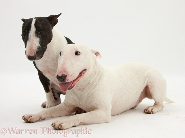 Miniature Bull Terrier bitch, Lily, and dog, Noah, white background