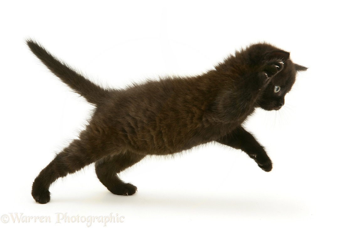 British Shorthair black kitten, Panther, 7 weeks old, leaping across, white background