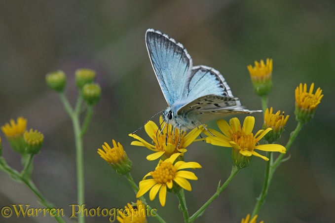 Chalkhill Blue Butterfly (Lysandra coridon) male on Ragwort.  Europe including Britain