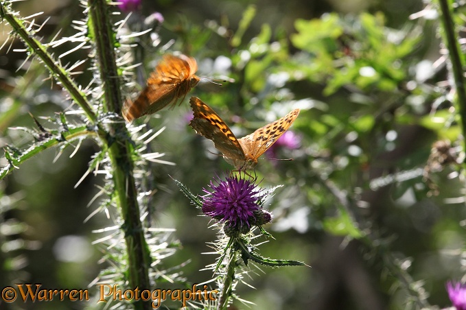 Silver-washed Fritillary (Argynnis paphia) female feeding on Marsh Thistle (Circium palustre) being approached by male.  Europe & Asia