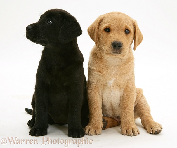 Black Labrador pup with Yellow Labrador pup, white background
