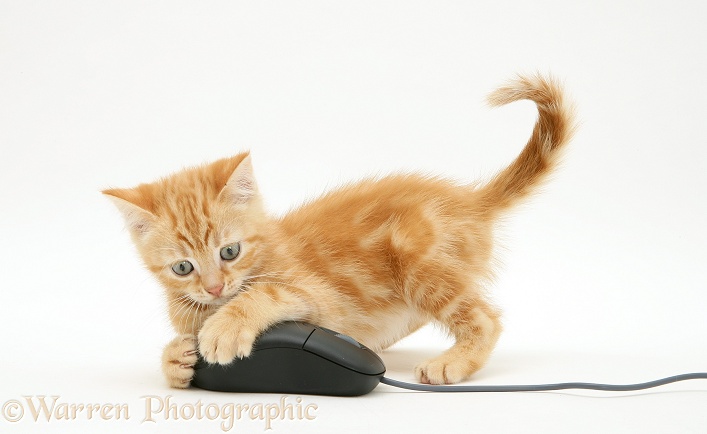 Ginger kitten, Benedict, with computer mouse, white background