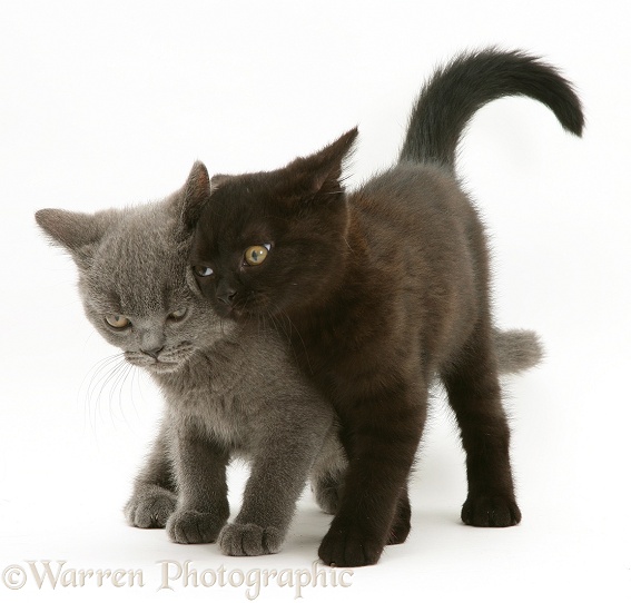 British Shorthair black kitten, Panther, 7 weeks old, rubbing against his blue brother, Taz, white background