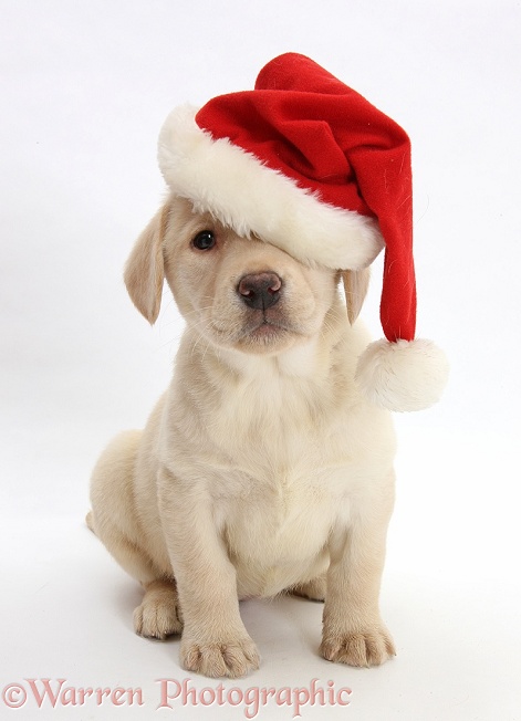 Yellow Labrador Retriever pup, 7 weeks old, wearing a Father Christmas hat, white background
