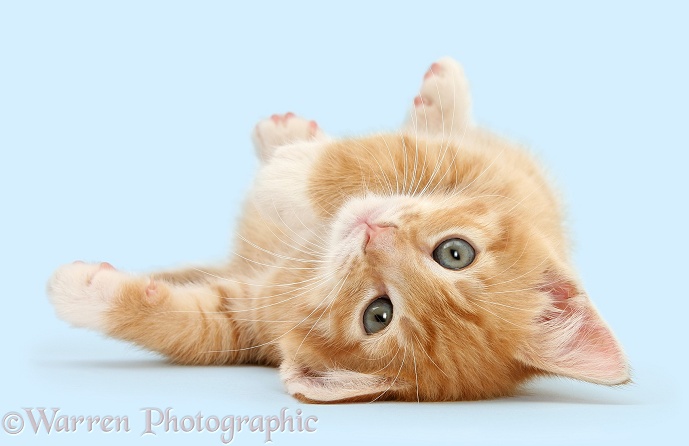 Ginger kitten, Tom, 8 weeks old, rolling playfully on its back, white background