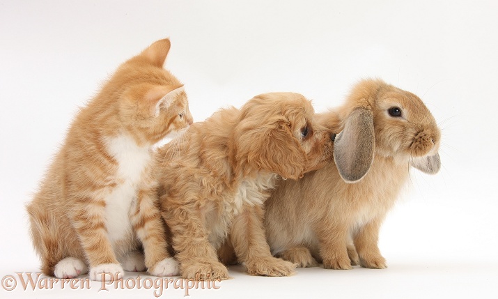 Ginger kitten, Tom, 9 weeks old, with Cavapoo pup and Sandy Lop rabbit, white background