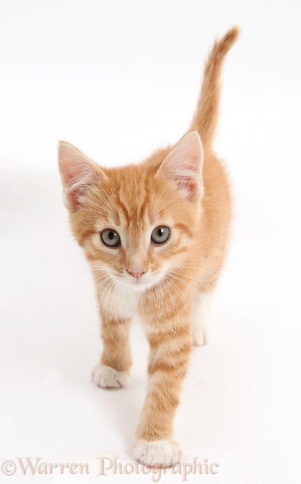 Ginger kitten, Tom, 9 weeks old, walking, white background