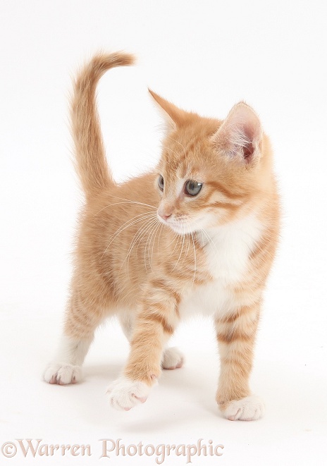 Ginger kitten, Tom, 9 weeks old, standing, white background