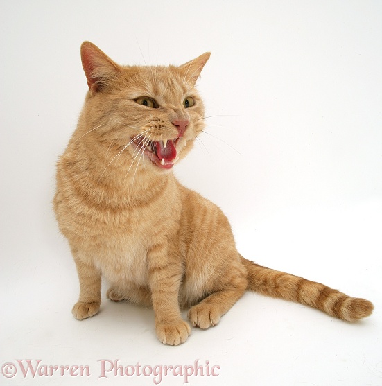 Cream spotted British shorthair male cat, Horatio, snarling, white background